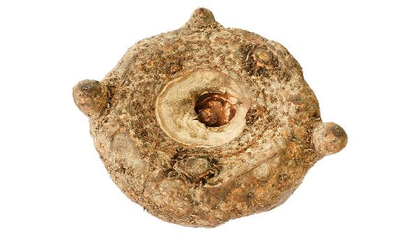 魔芋絲有腥味正常嗎