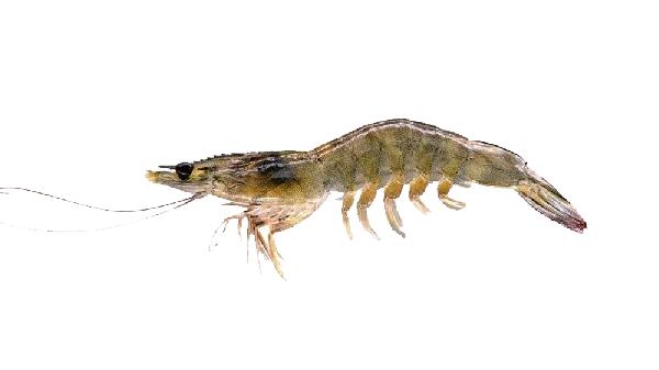 蝦線(xiàn)是蝦的粑粑嗎