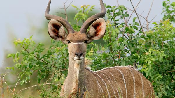 鹿角菜是從哪里長出來的