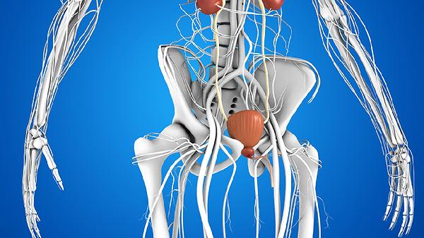 金匱腎氣丸能吃么