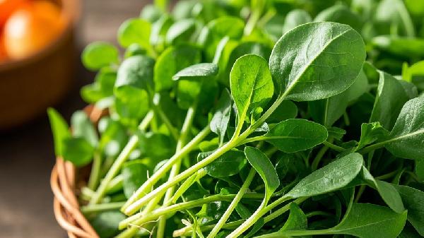 常吃西洋菜有什么好處和功效