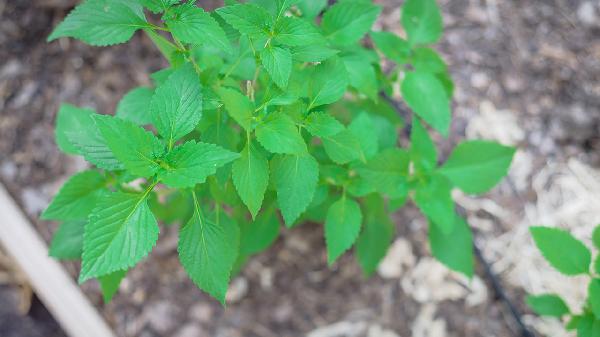 偏瘦的人膽固醇高怎么調理好