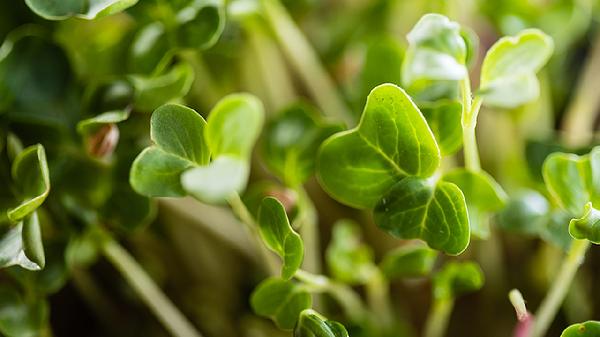 吃什么食物產(chǎn)生荷爾蒙