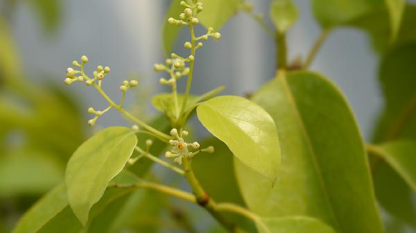 體內寒濕重怎么調理