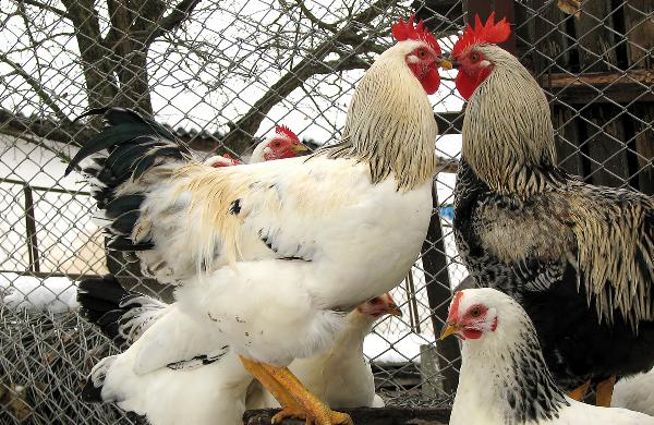 經(jīng)常吃雞肉對身體有害嗎