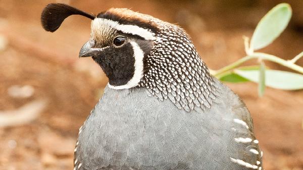 鵪鶉是上火還是降火