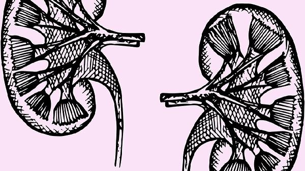 杜仲為何傷腎最大