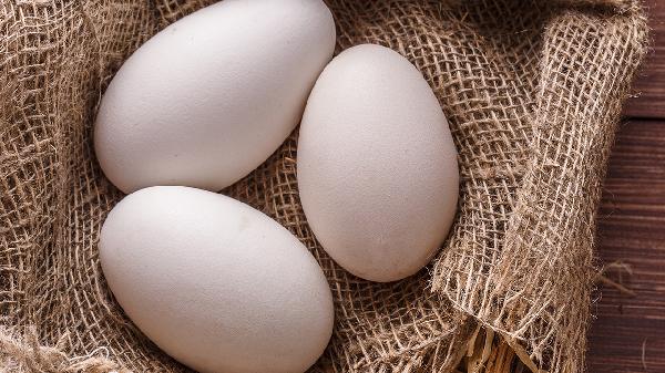 寶寶吃鴿子蛋好嗎