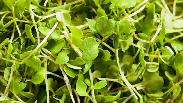 苜蓿種子一畝地用幾斤