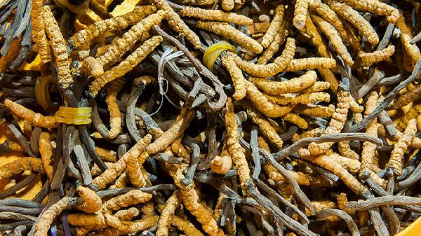 什么藥材泡酒補(bǔ)氣補(bǔ)血