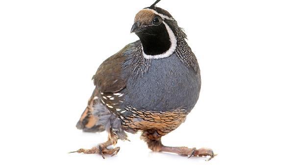 外面絞肉機絞的肉回來要洗嗎