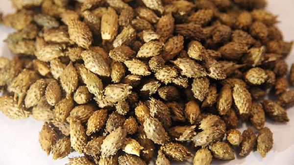 鼻炎吃蒼耳子鼻炎膠囊還需要配消炎藥效果會更好嗎