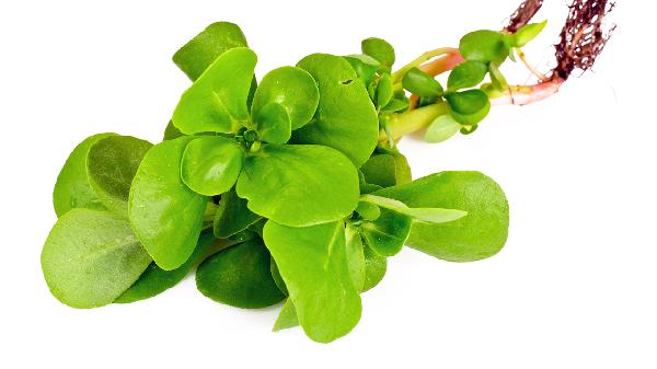 馬齒莧的功能和作用