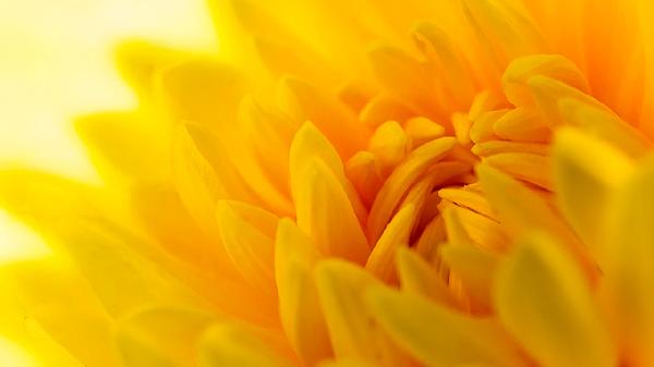 野菊花當(dāng)枕頭好不好呢