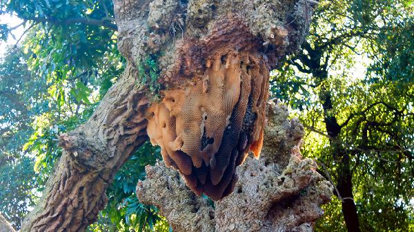 被蜜蜂蟄了怎么快速消腫止癢