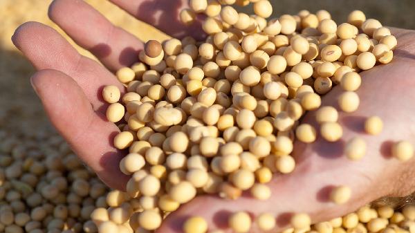 防偽標(biāo)志不能用六種方法選擇大豆異黃酮產(chǎn)品