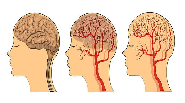 魚(yú)的大腦有什么營(yíng)養(yǎng)