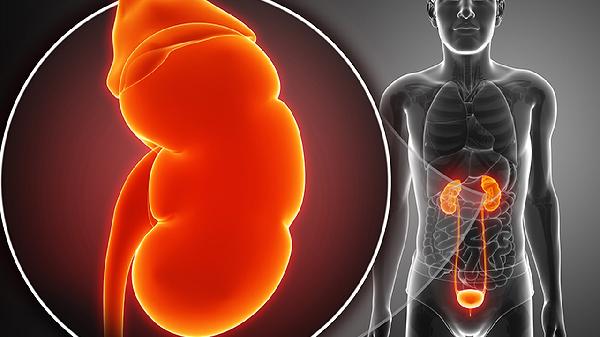 如何增強(qiáng)腎功能