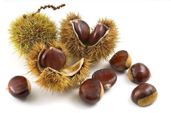 秋果之王栗子有什么食用效果
