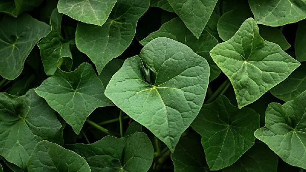 紅薯葉有什么營養(yǎng)價(jià)值