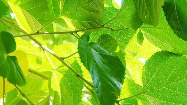 桑葉有什么養(yǎng)生效果