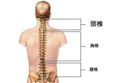 白領(lǐng)麗人如何保護自己的頸椎