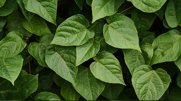 這些蔬菜千萬別生吃，沒營養(yǎng)還傷身！