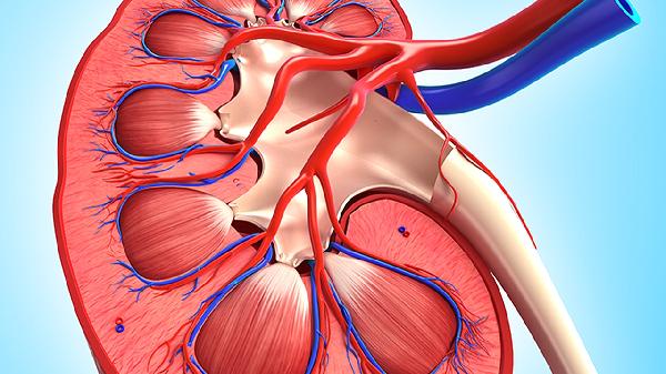 器官移植的類(lèi)型
