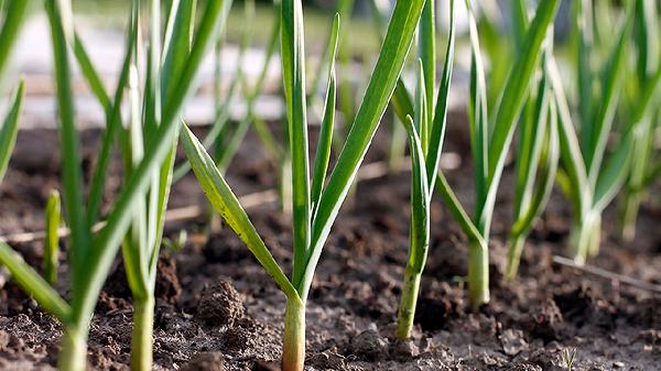 六種食物使男性遠離不育癥