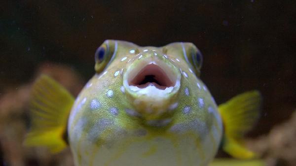 8種對(duì)腸胃好的食物