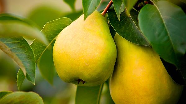 对肝脏好的食物和水果