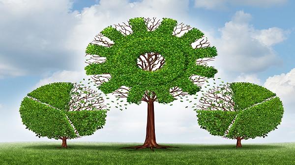 構樹(shù)葉的功效與作用