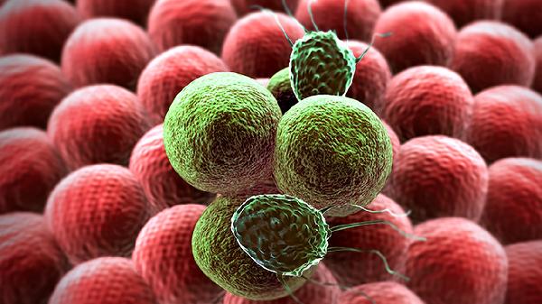 中性粒細(xì)胞百分比