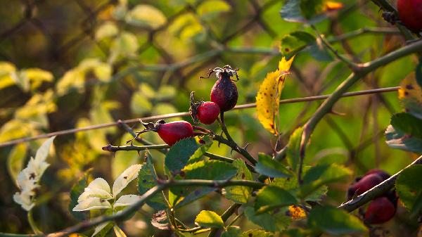 三伏天怎么調(diào)理身體最好