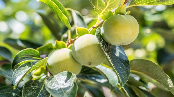 柿子的營養(yǎng)價值和功效