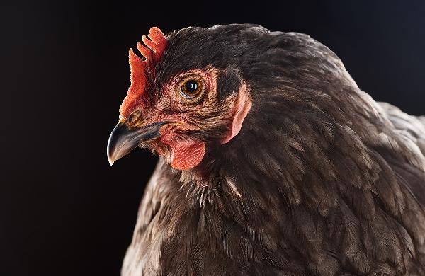 雞頭上長小紅點是怎么回事