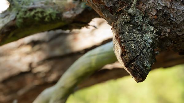 桑黃的作用與功效