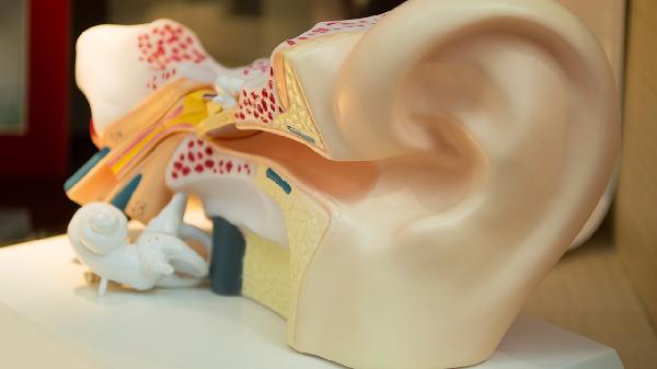 耳朵聾能不能治好