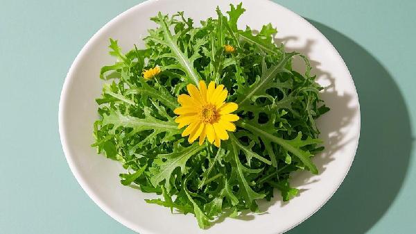 苦菊的功效與作用與副作用