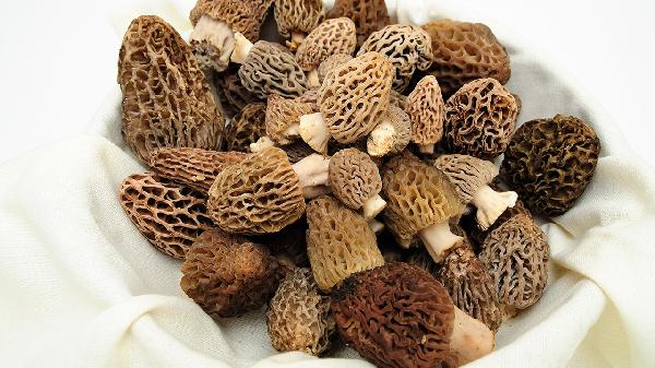 羊肚菌的功效與作用及營(yíng)養(yǎng)