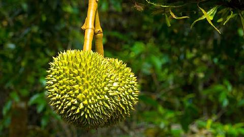榴莲的核能吃吗