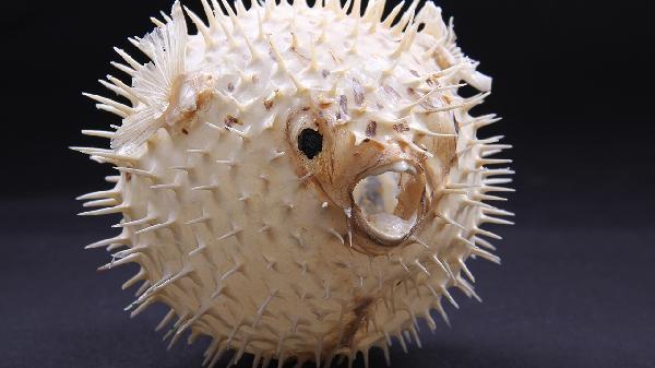 花鰱魚(yú)的功效與作用