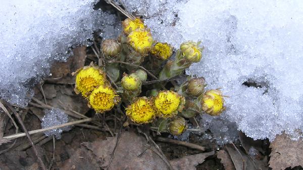 天山雪菊的功效