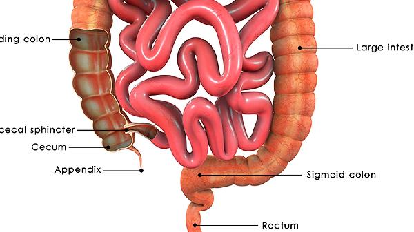 大腸桿菌的作用