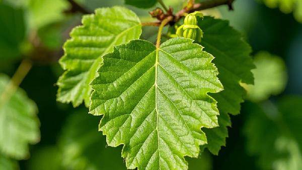 榆钱怎么做最好吃