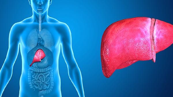 補(bǔ)肝養(yǎng)肝吃什么