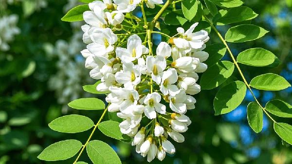 紫色槐花可以吃吗