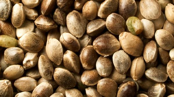 火麻仁的功效與食用方法