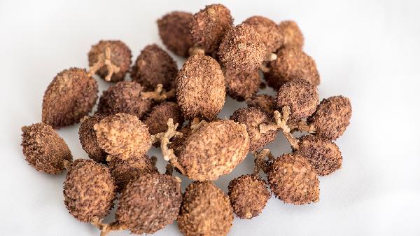 砂仁的功效與作用禁忌及食用方法