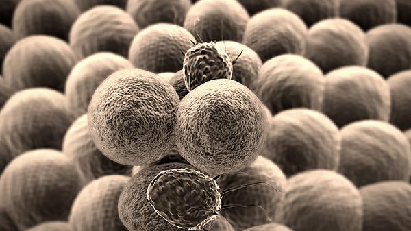 冠狀病毒咳嗽有痰嗎